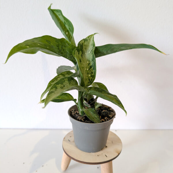 Dieffenbachia Tropic Snow