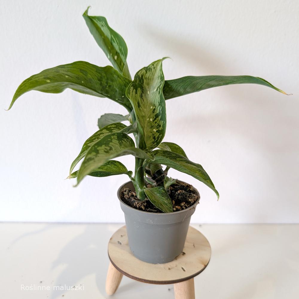 Dieffenbachia Tropic Snow