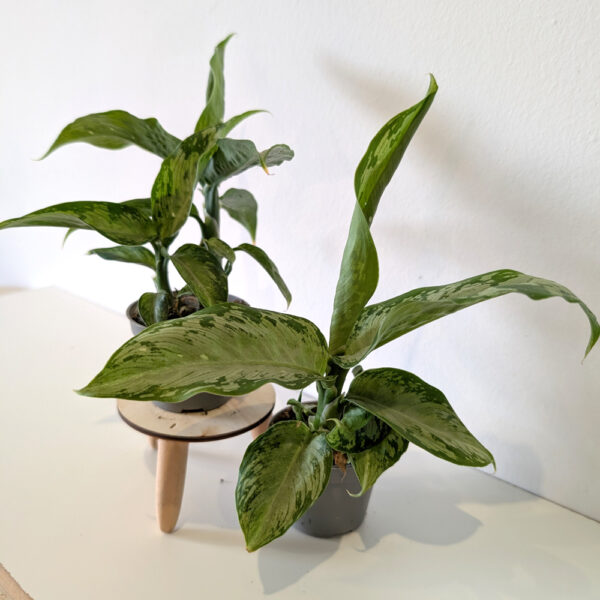 Dieffenbachia Tropic Snow