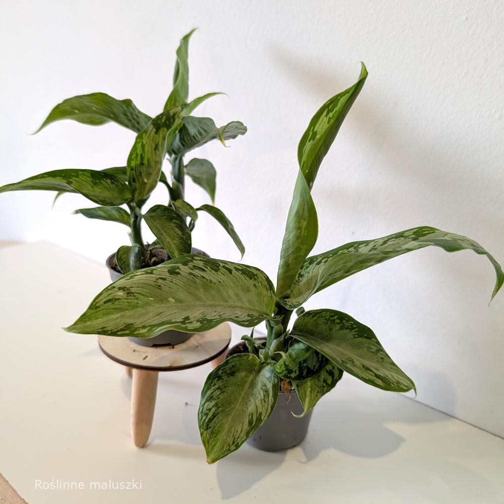Dieffenbachia Tropic Snow