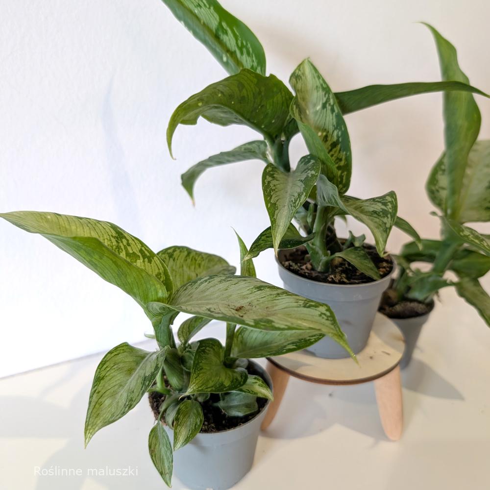 Dieffenbachia Tropic Snow