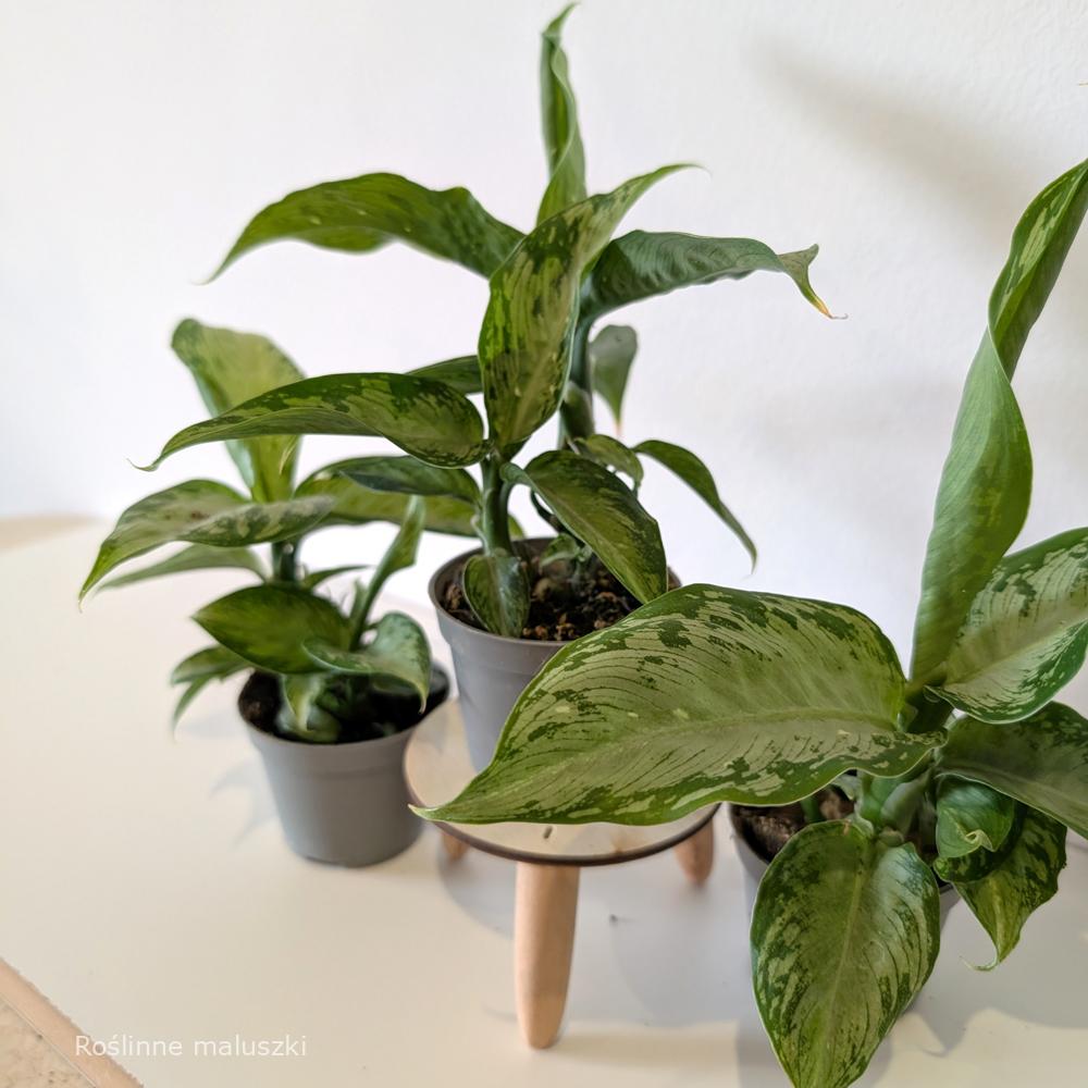 Dieffenbachia Tropic Snow