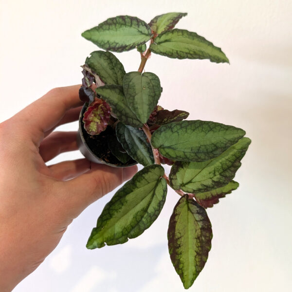 Pellionia Repens (begonia arbuzowa)