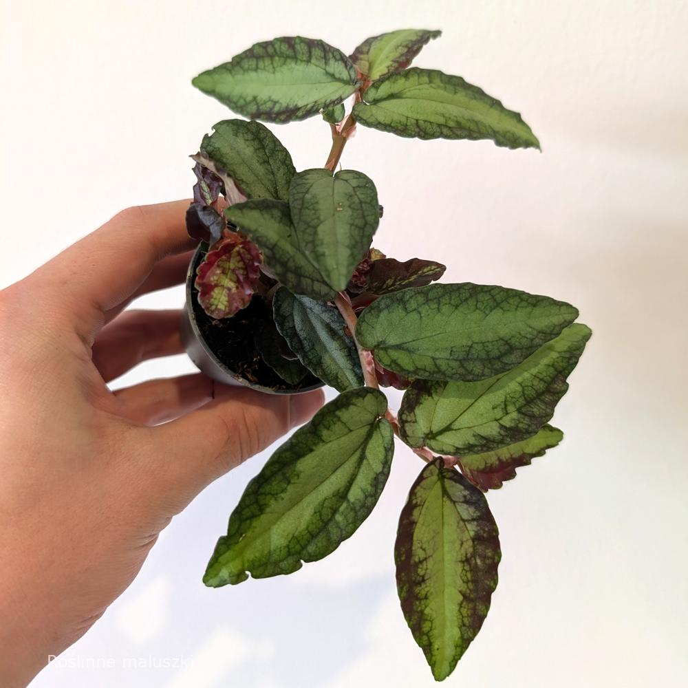 Pellionia Repens (begonia arbuzowa)