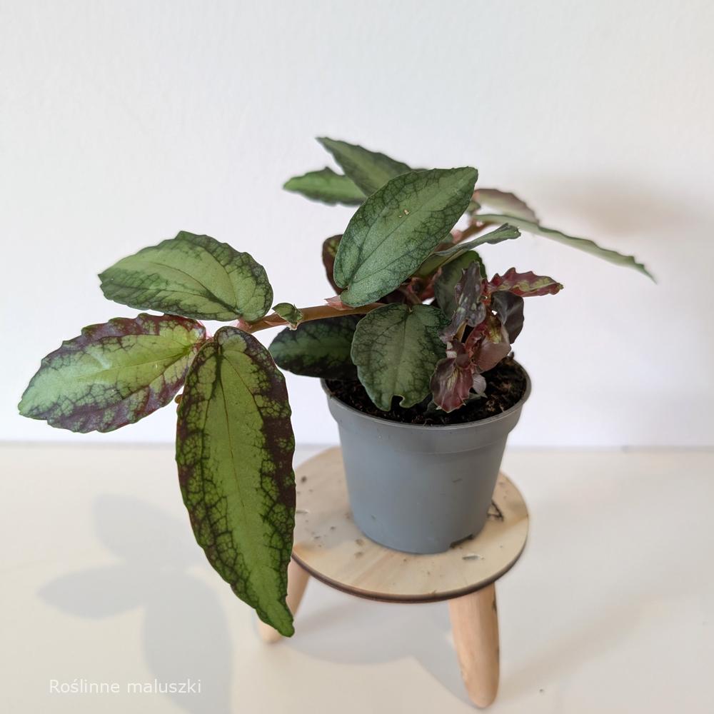 Pellionia Repens (begonia arbuzowa)