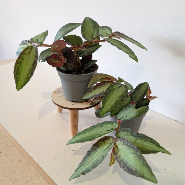 Pellionia Repens (begonia arbuzowa)