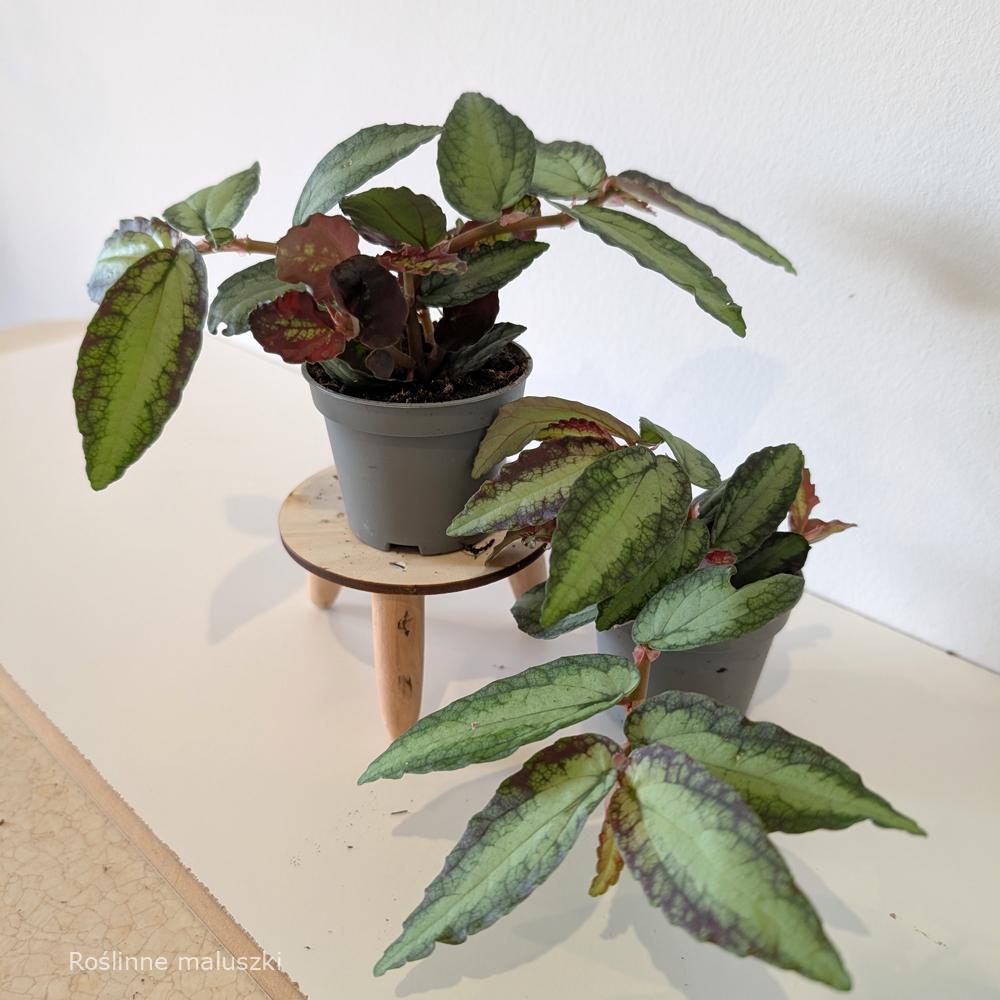 Pellionia Repens (begonia arbuzowa)