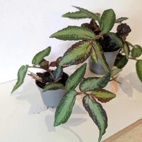 Pellionia Repens (begonia arbuzowa)