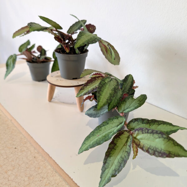 Pellionia Repens (begonia arbuzowa)