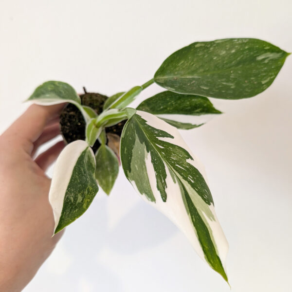 Filodendron White Wizard Filodendron White Wizard