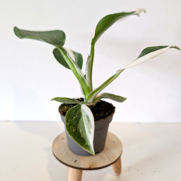 Filodendron White Wizard