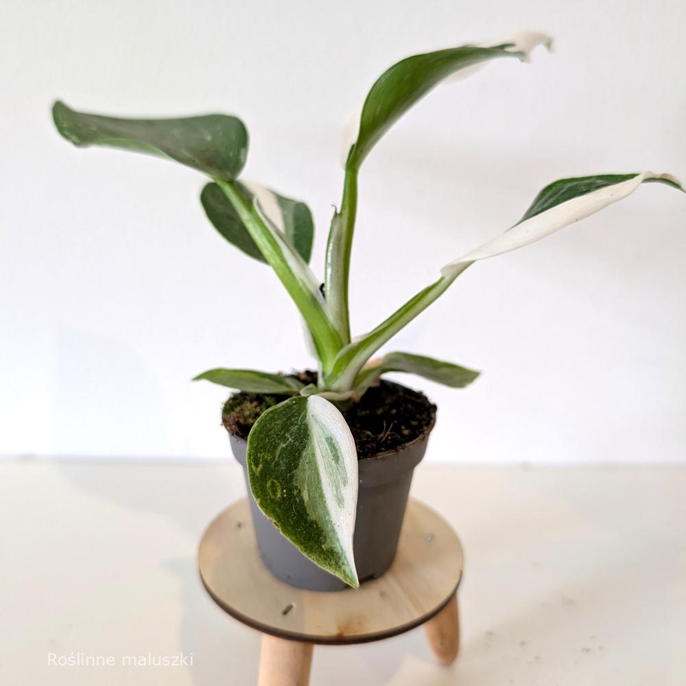 Filodendron White Wizard