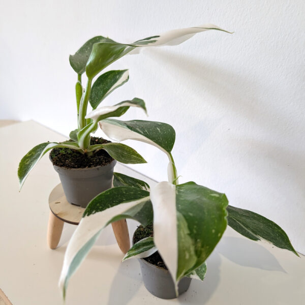 Filodendron White Wizard