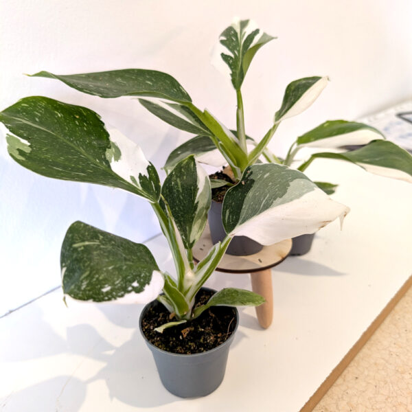 Filodendron White Wizard