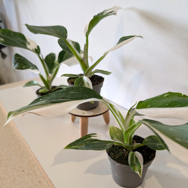 Filodendron White Wizard