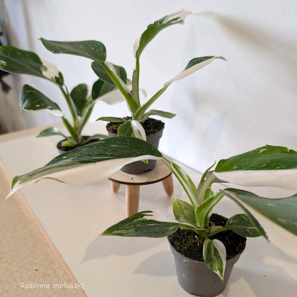 Filodendron White Wizard