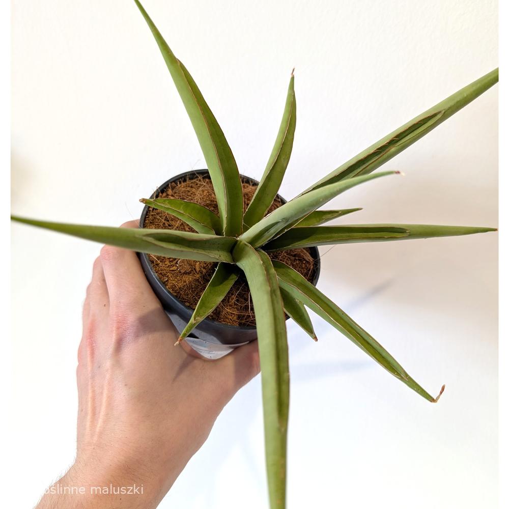 Sansevieria Silver Syreni