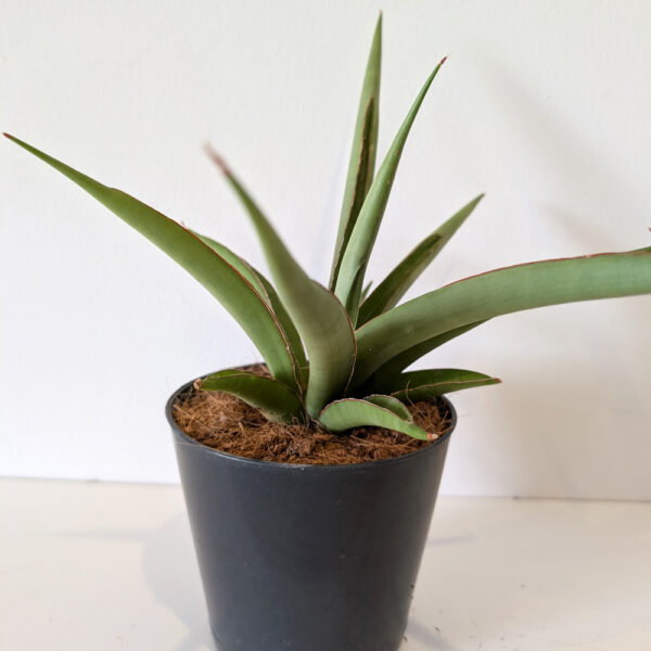 Sansevieria Silver Syreni