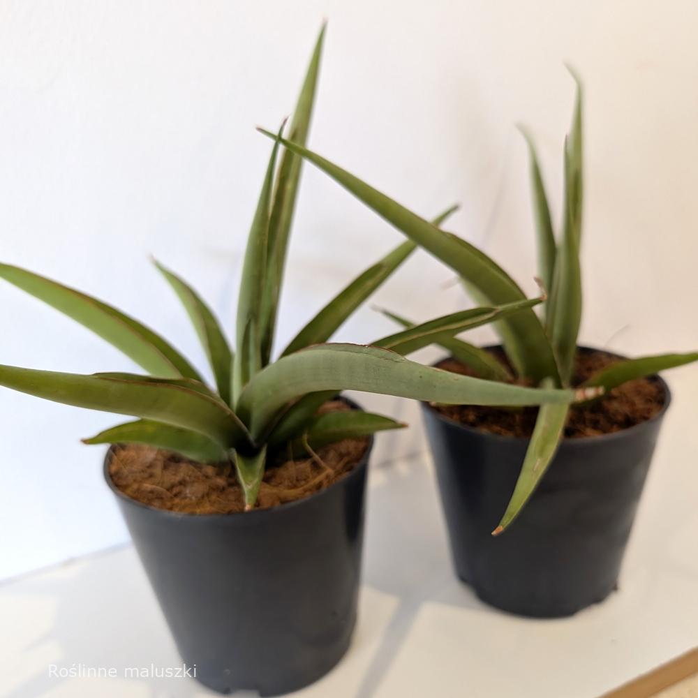 Sansevieria Silver Syreni