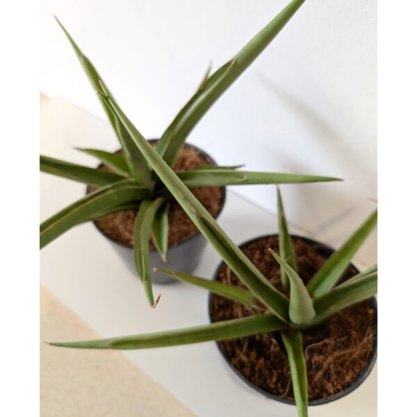 Sansevieria Silver Syreni
