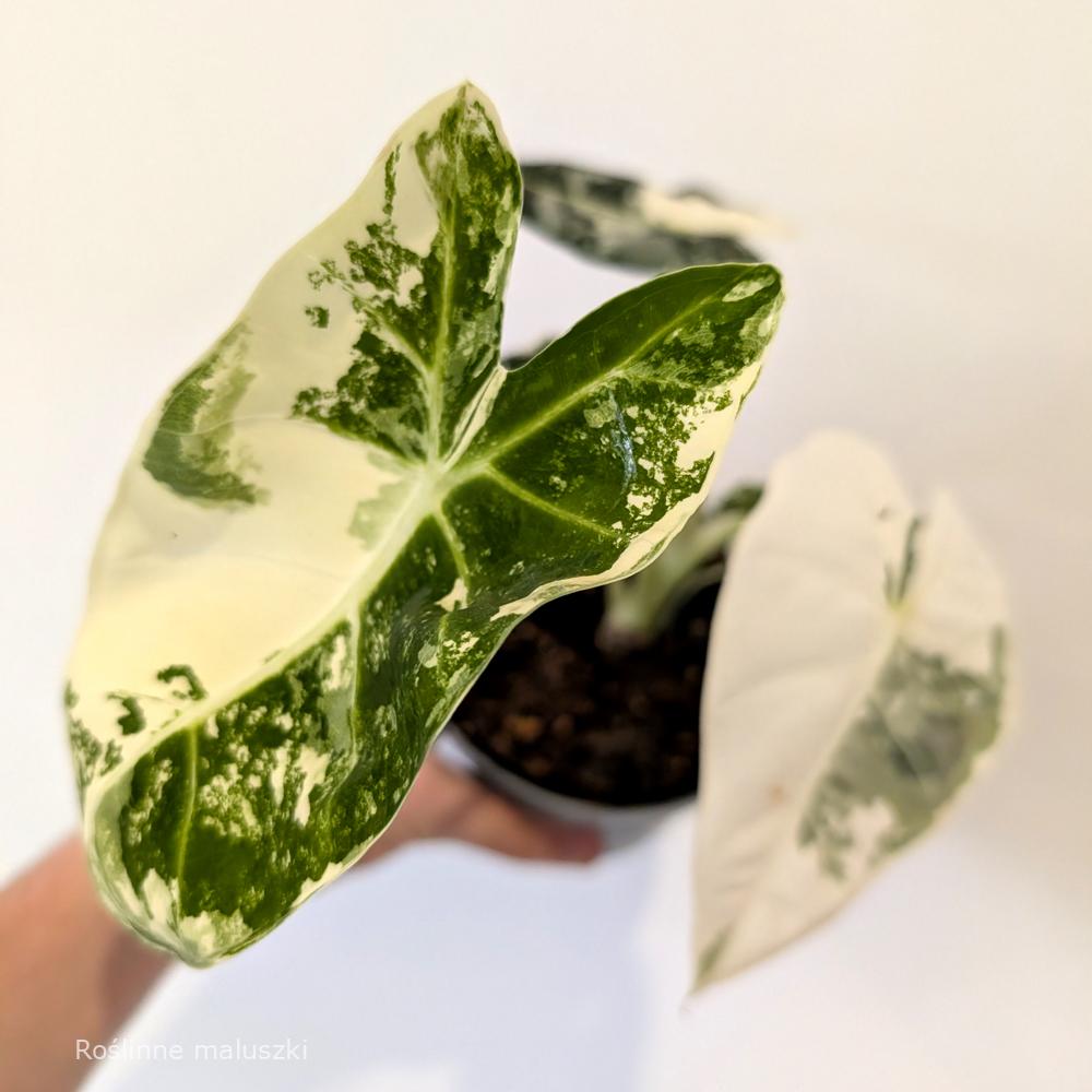 Alokazja Frydek Variegata