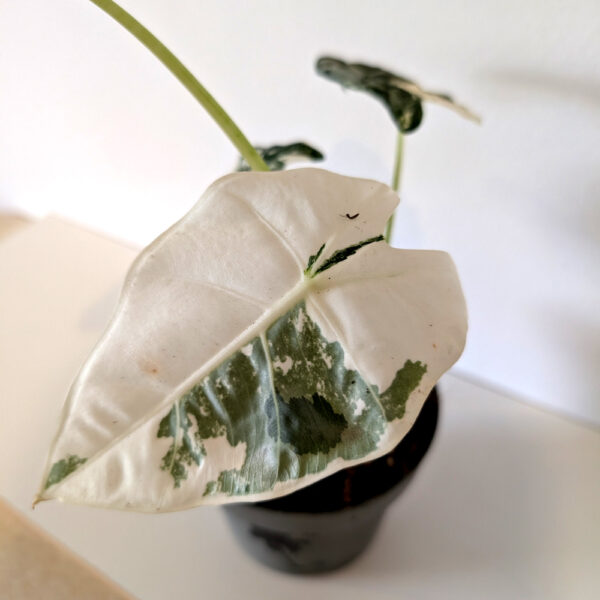 Alokazja Frydek Variegata