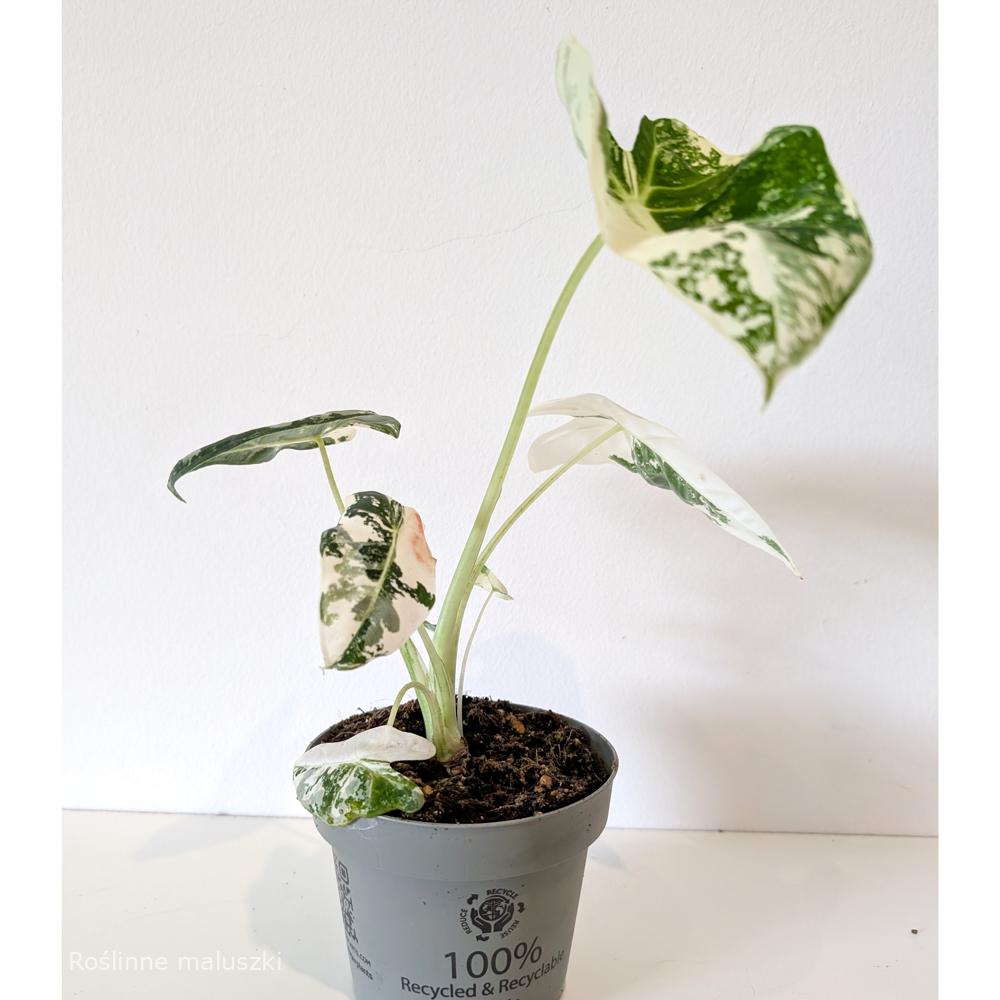 Alokazja Frydek Variegata