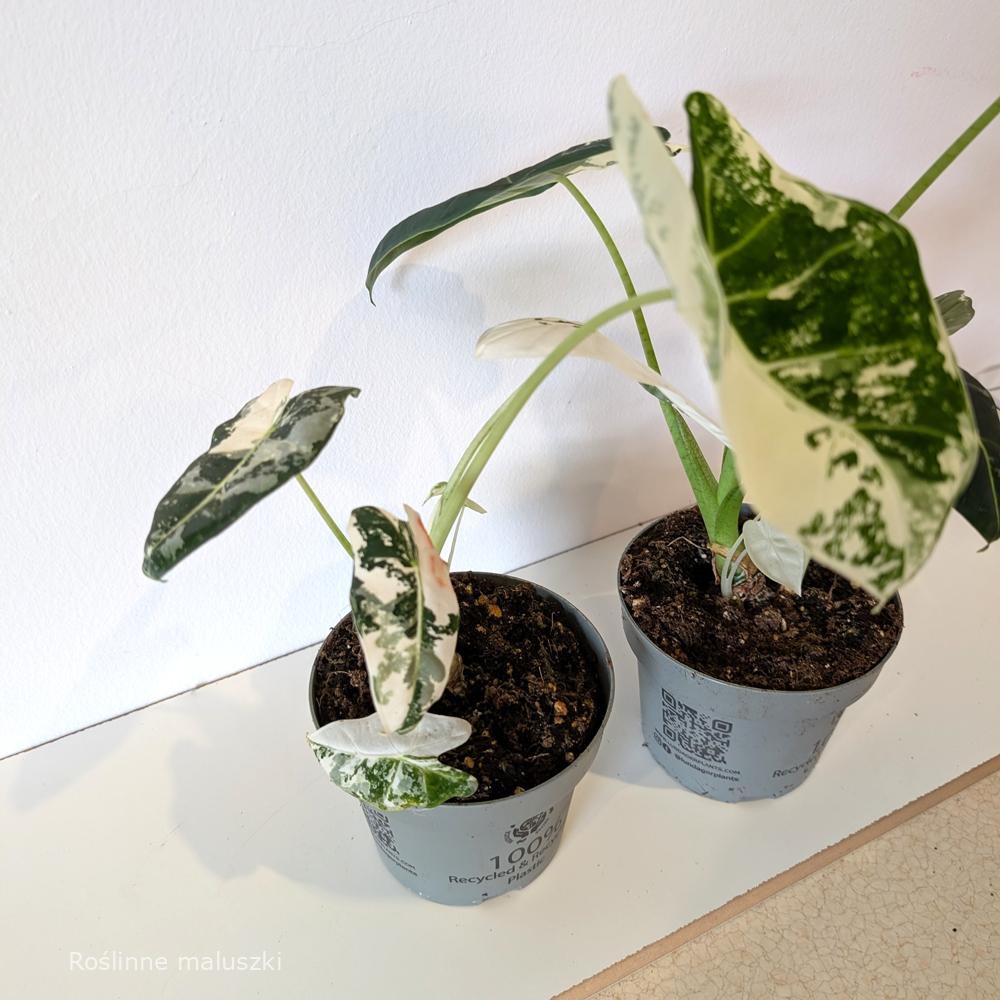 Alokazja Frydek Variegata