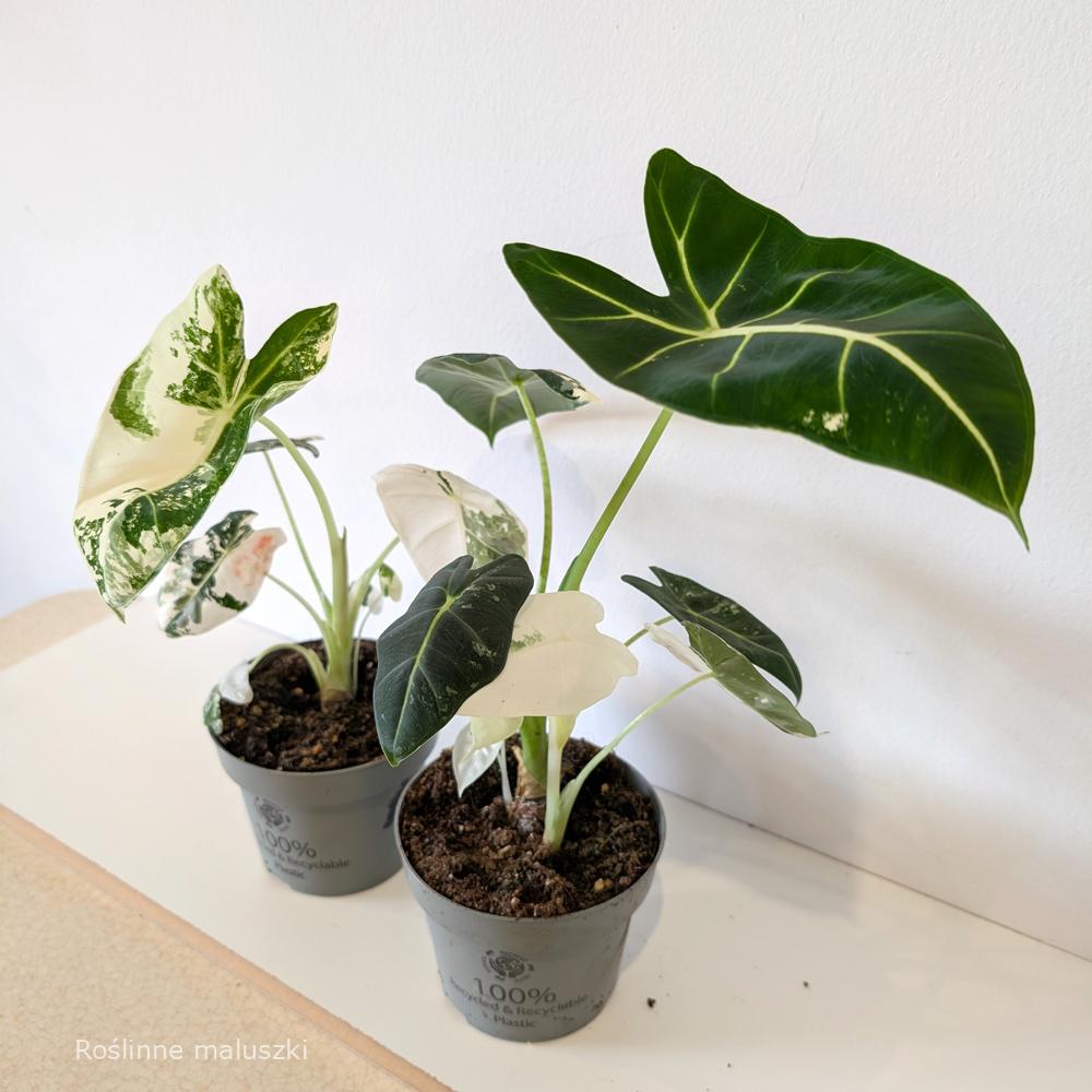 Alokazja Frydek Variegata