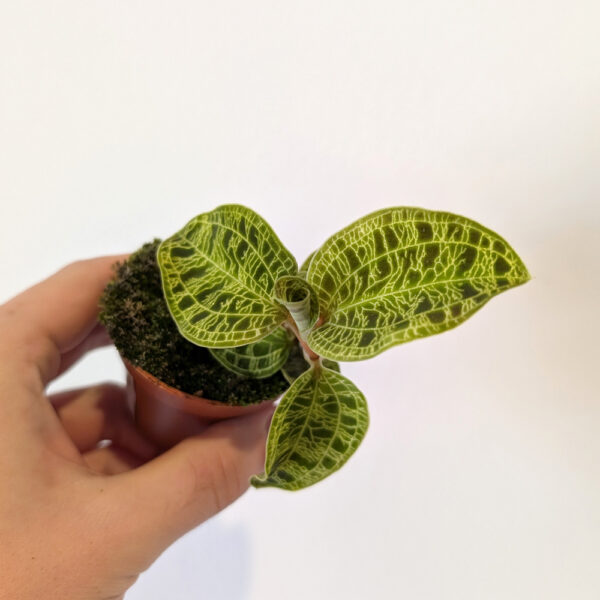 Jewel Orchid Macodes petola