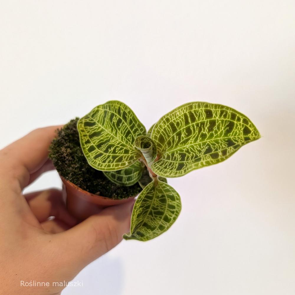 Jewel Orchid Macodes petola