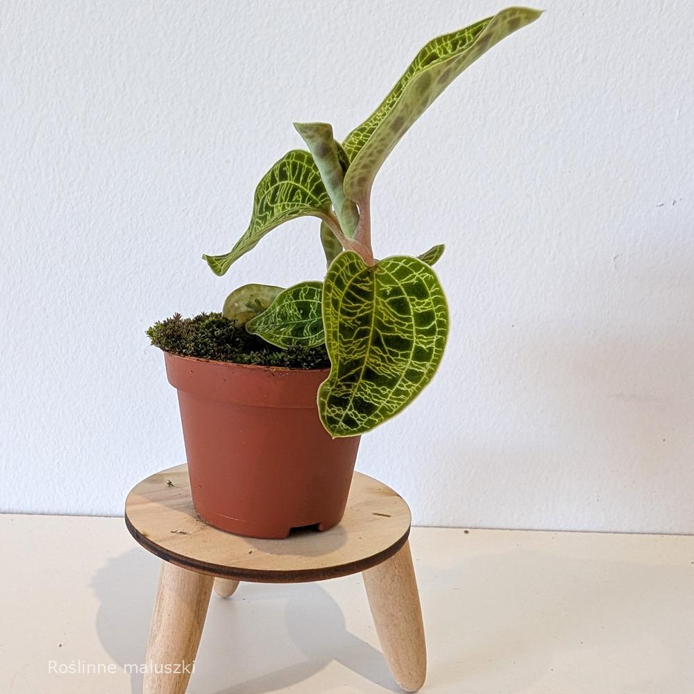 Jewel Orchid Macodes petola