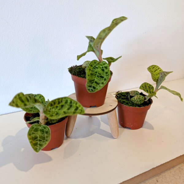 Jewel Orchid Macodes petola