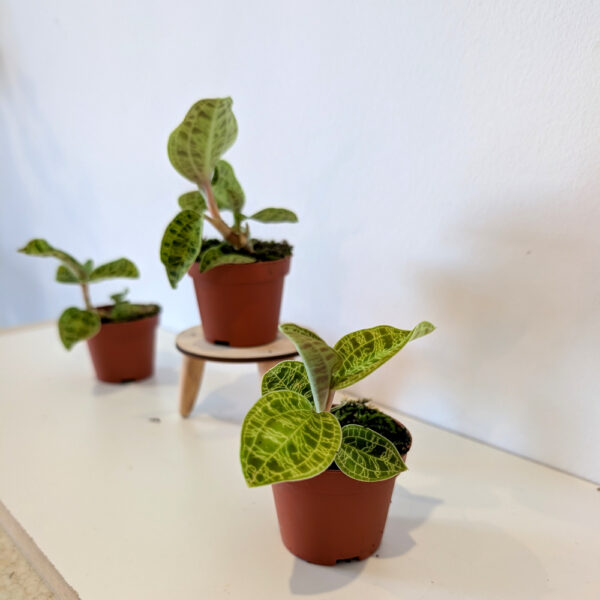 Jewel Orchid Macodes petola