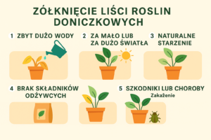 Dlaczego licie mojej roliny kn? Najczstsze przyczyny i rozwizania -  Rolinne Maluszki