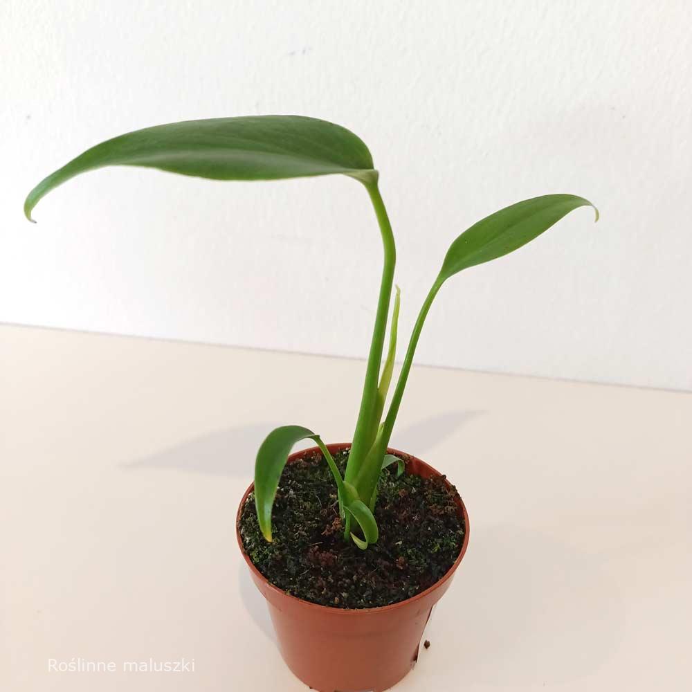Monstera Burle Marx Flame