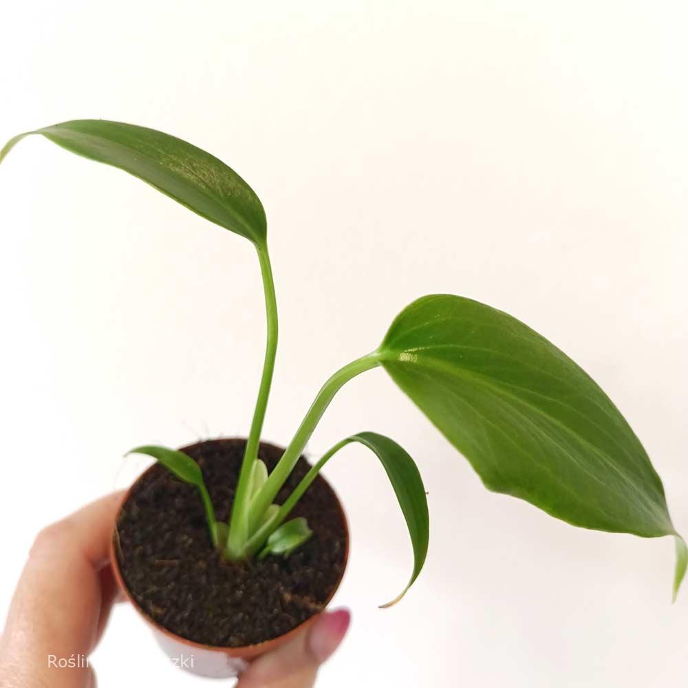 Monstera Burle Marx Flame