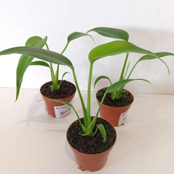 Monstera Burle Marx Flame