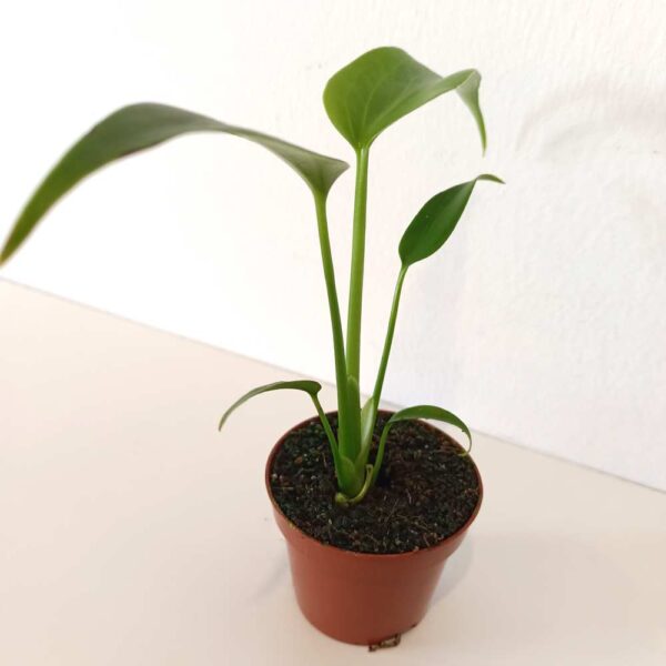 Monstera Burle Marx Flame