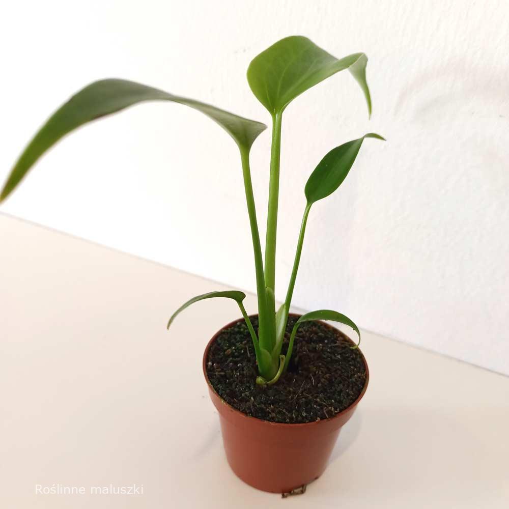 Monstera Burle Marx Flame