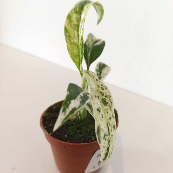 Rhaphidophora Puberula variegata