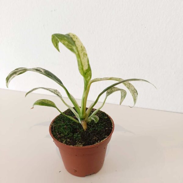 Rhaphidophora Puberula variegata