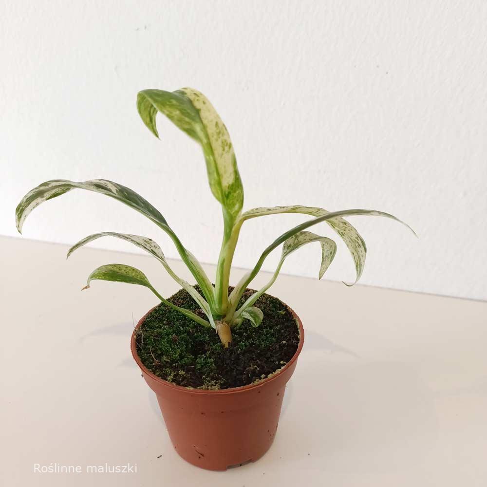 Rhaphidophora Puberula variegata