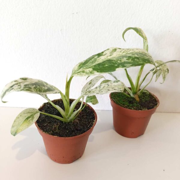 Rhaphidophora Puberula variegata