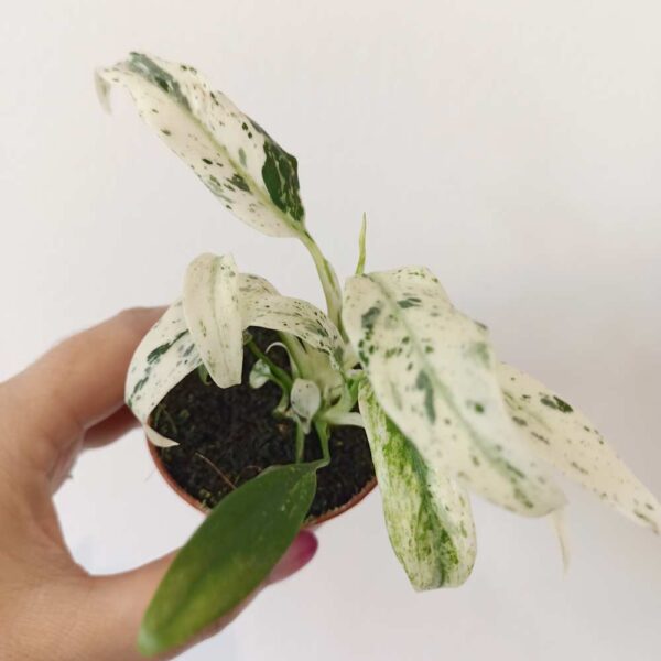 Rhaphidophora Puberula variegata