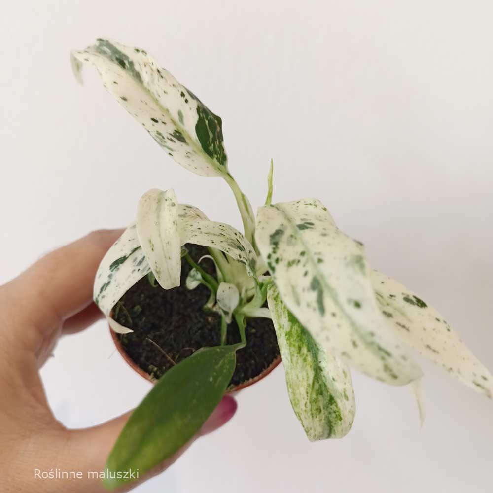 Rhaphidophora Puberula variegata