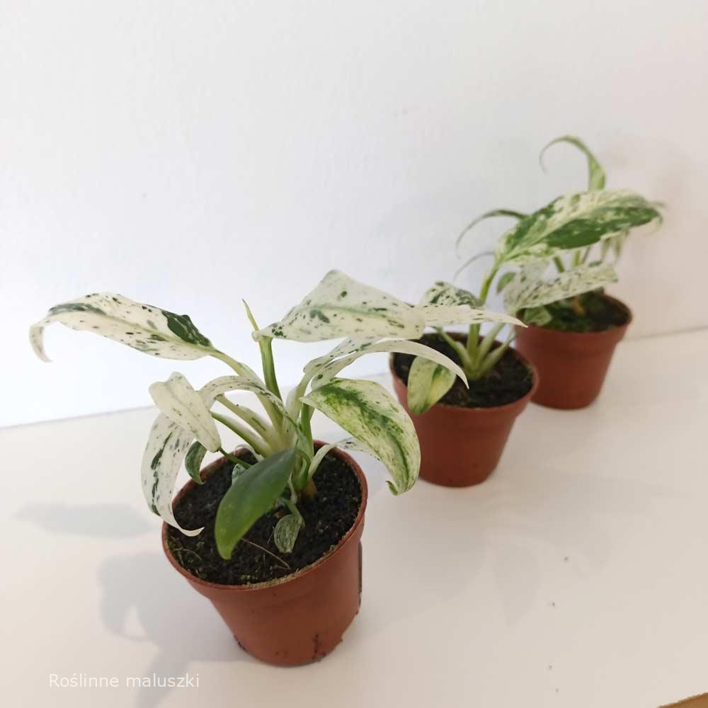 Rhaphidophora Puberula variegata