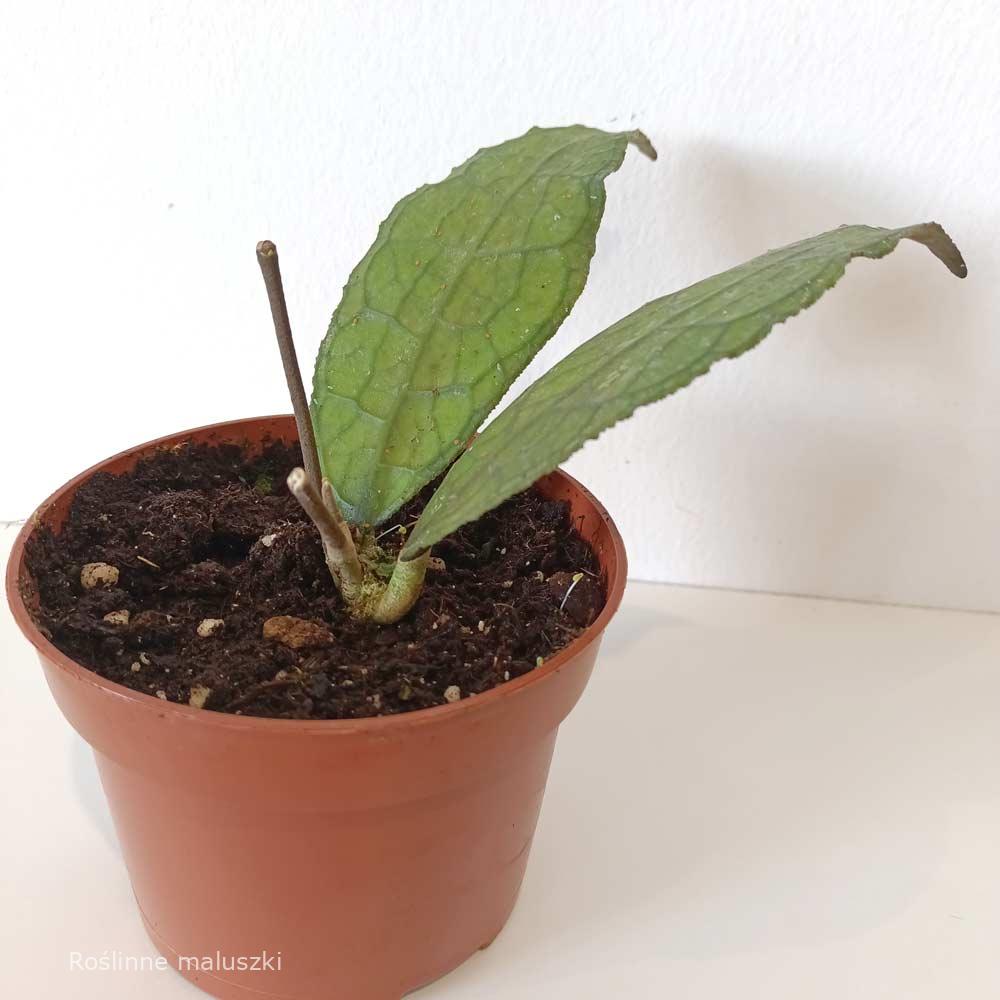 Hoya Clemensiorum Sumatra