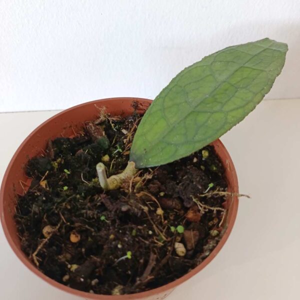 Hoya Clemensiorum Sumatra