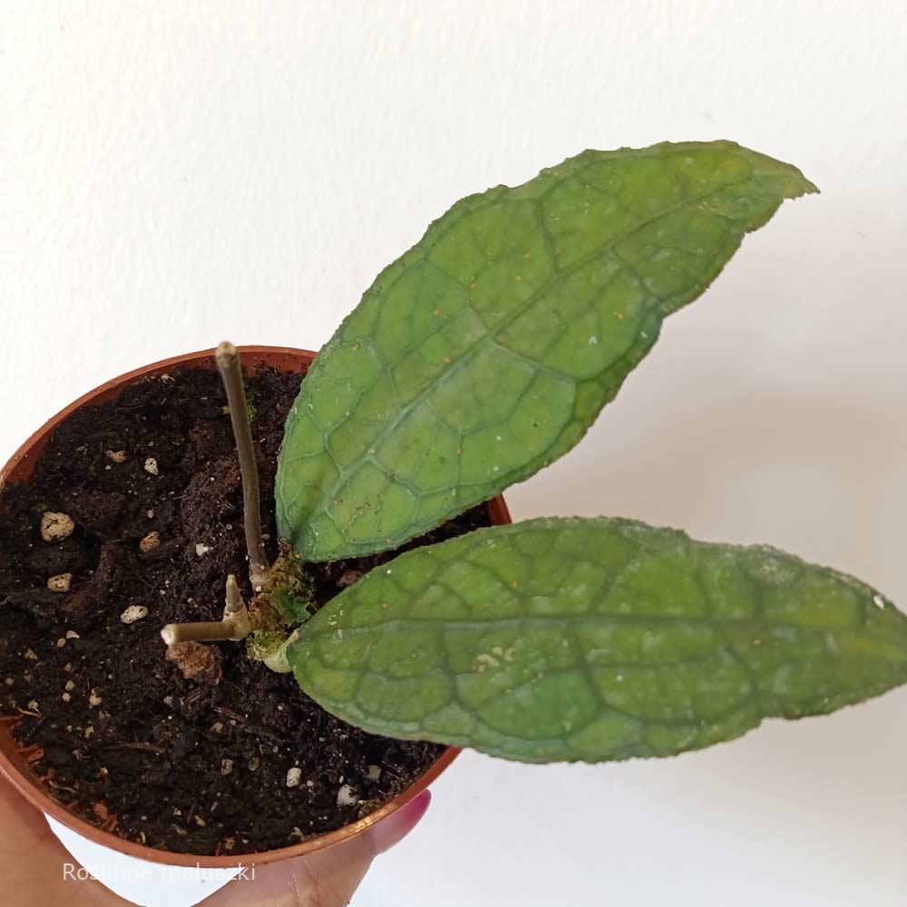 Hoya Clemensiorum Sumatra